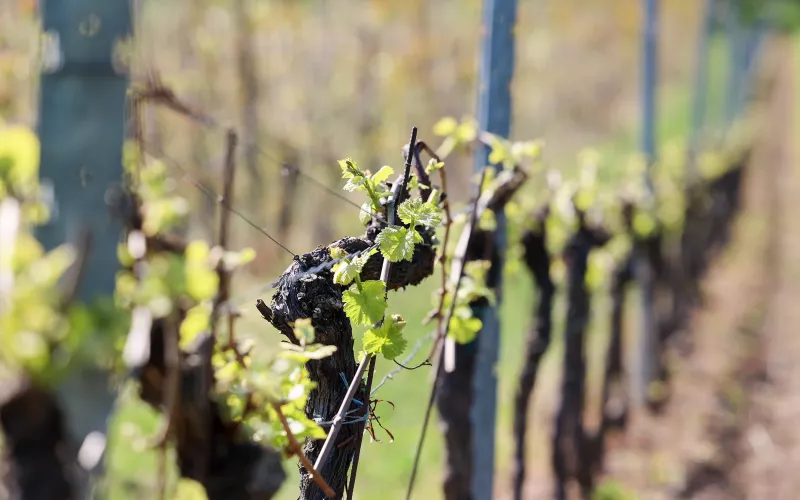 Přizvali jsme Profesora Krause